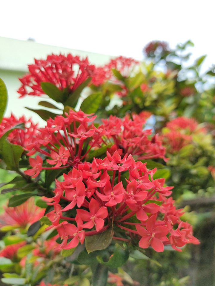 red flowers
