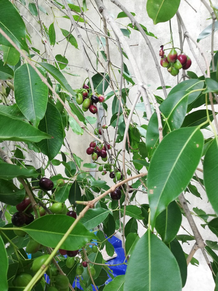 jamun