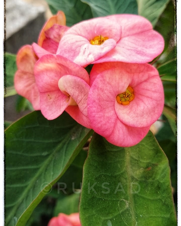 colourful flower