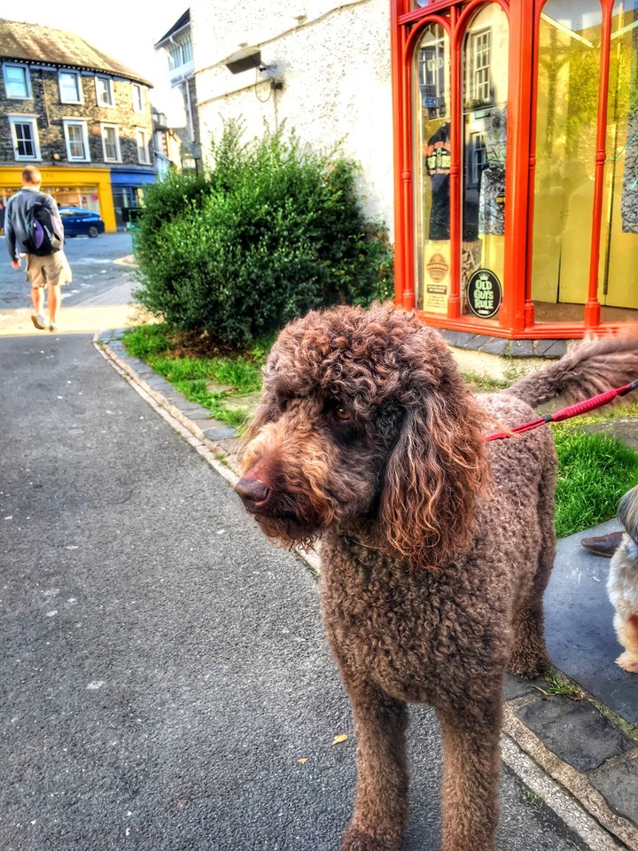 brown dog
