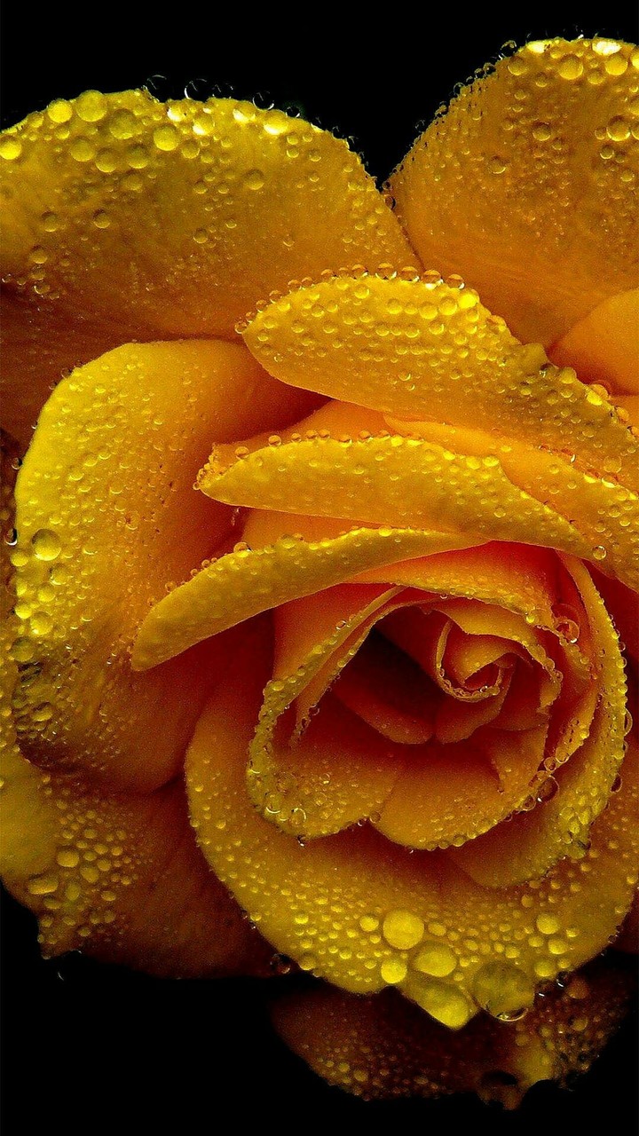 yellow rose. flover