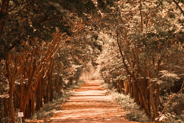 old garden
