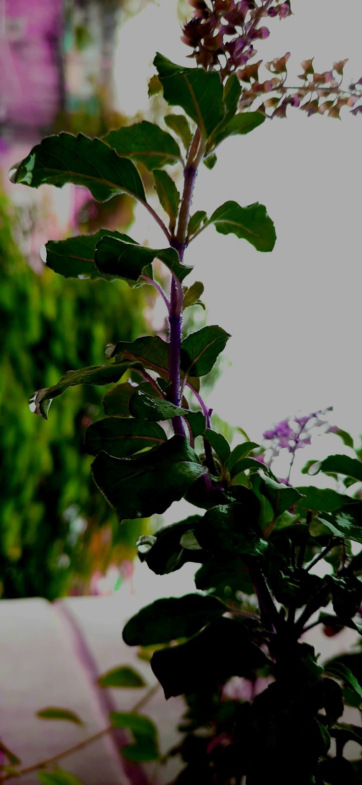 basel leaves
