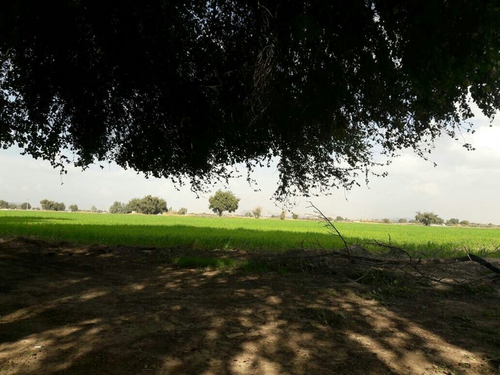 My homeland