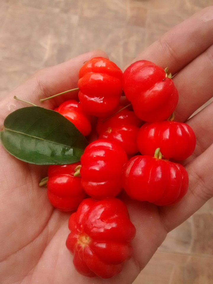 Pitangas 