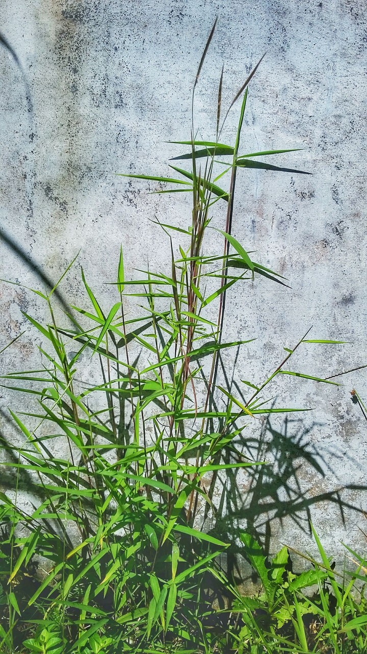 Grass