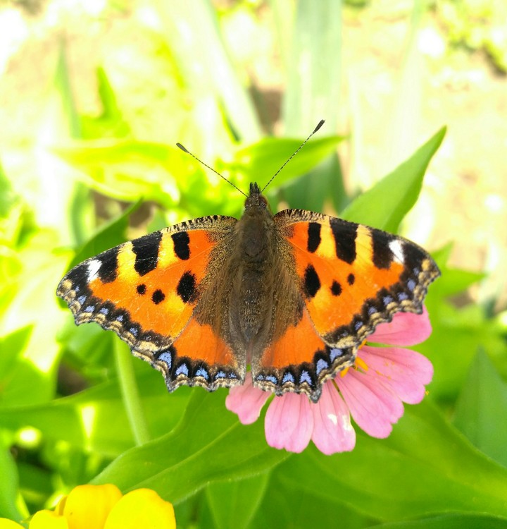 Butterfly