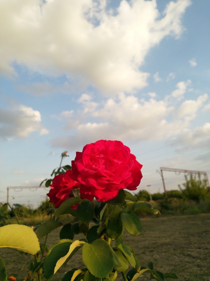 Rose