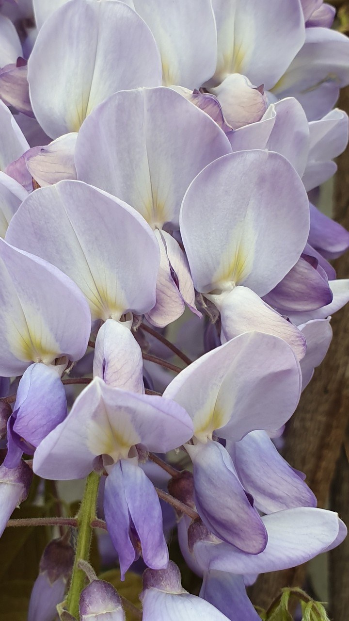 Blue May