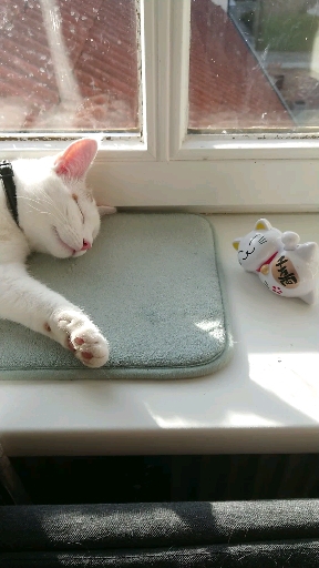 cats