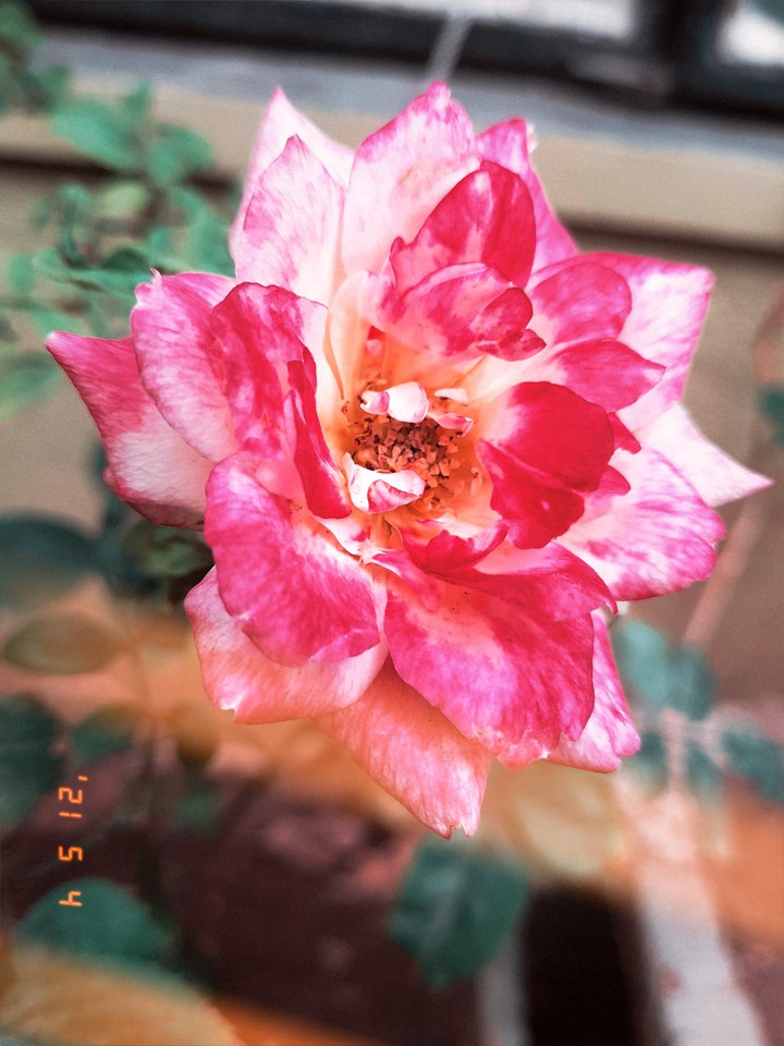 Roses