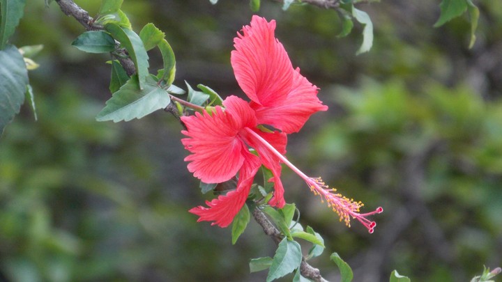 Flor