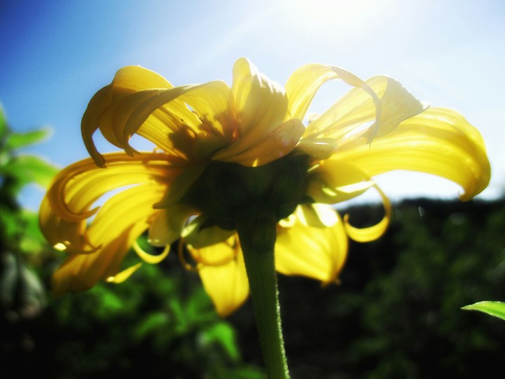 yellowflower