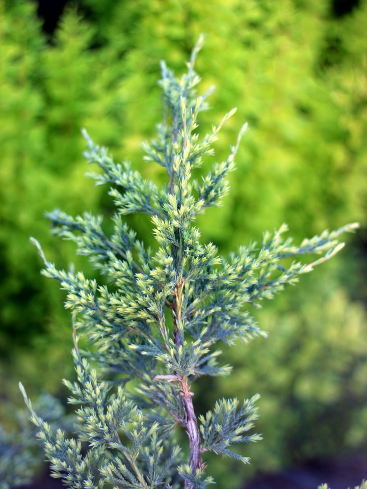 Juniper branch