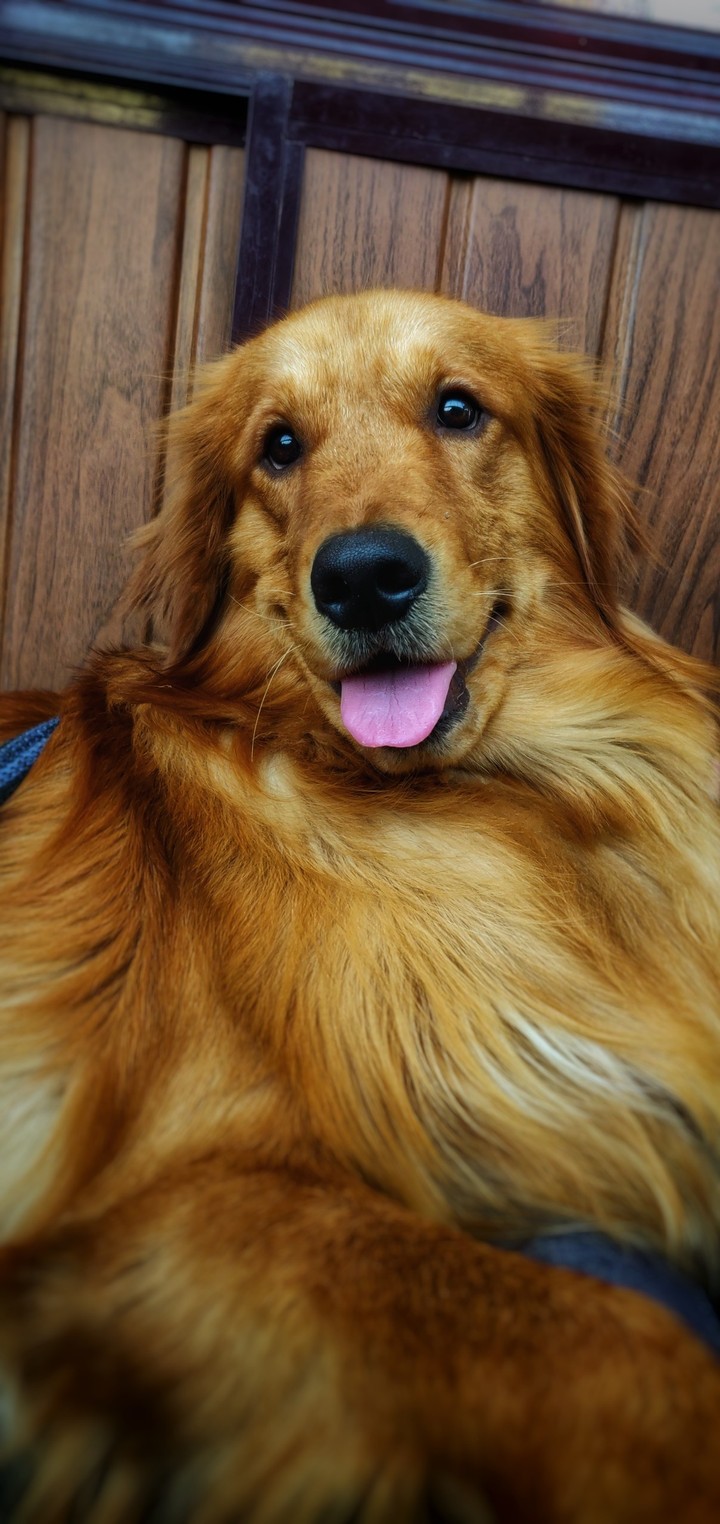 GOLDEN RETRIEVER