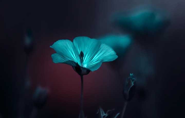 flor