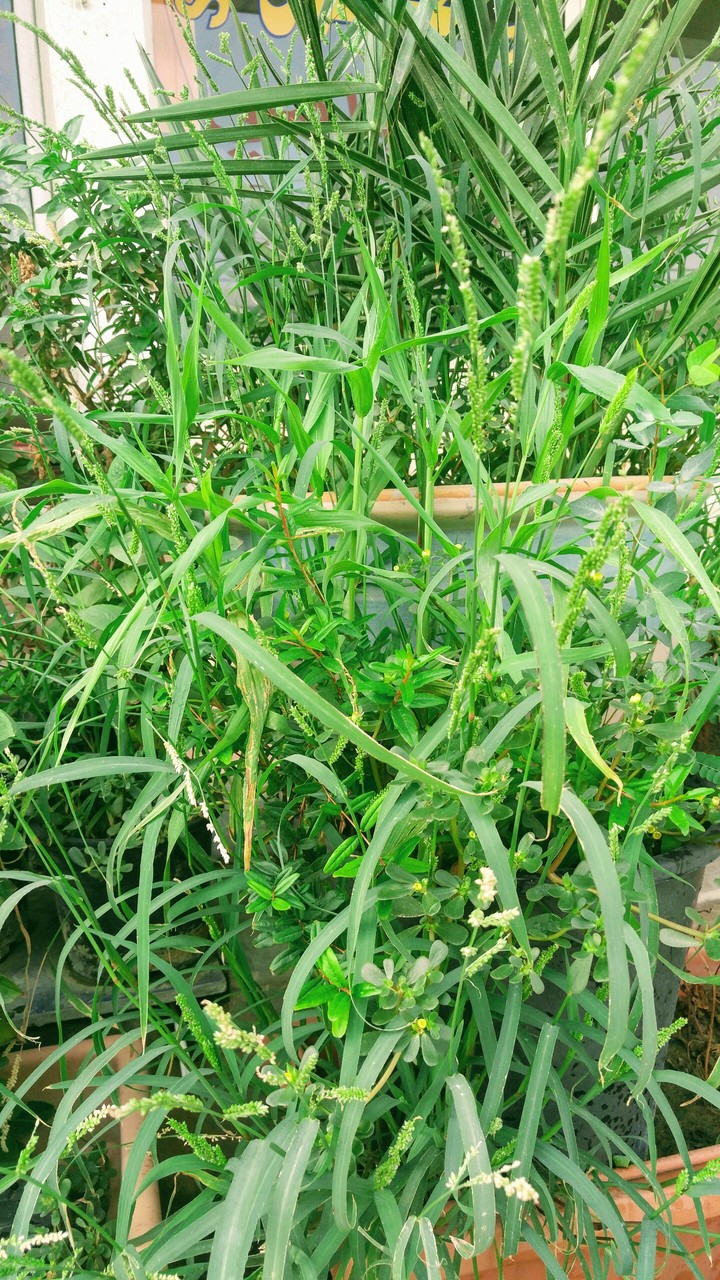 green weeds