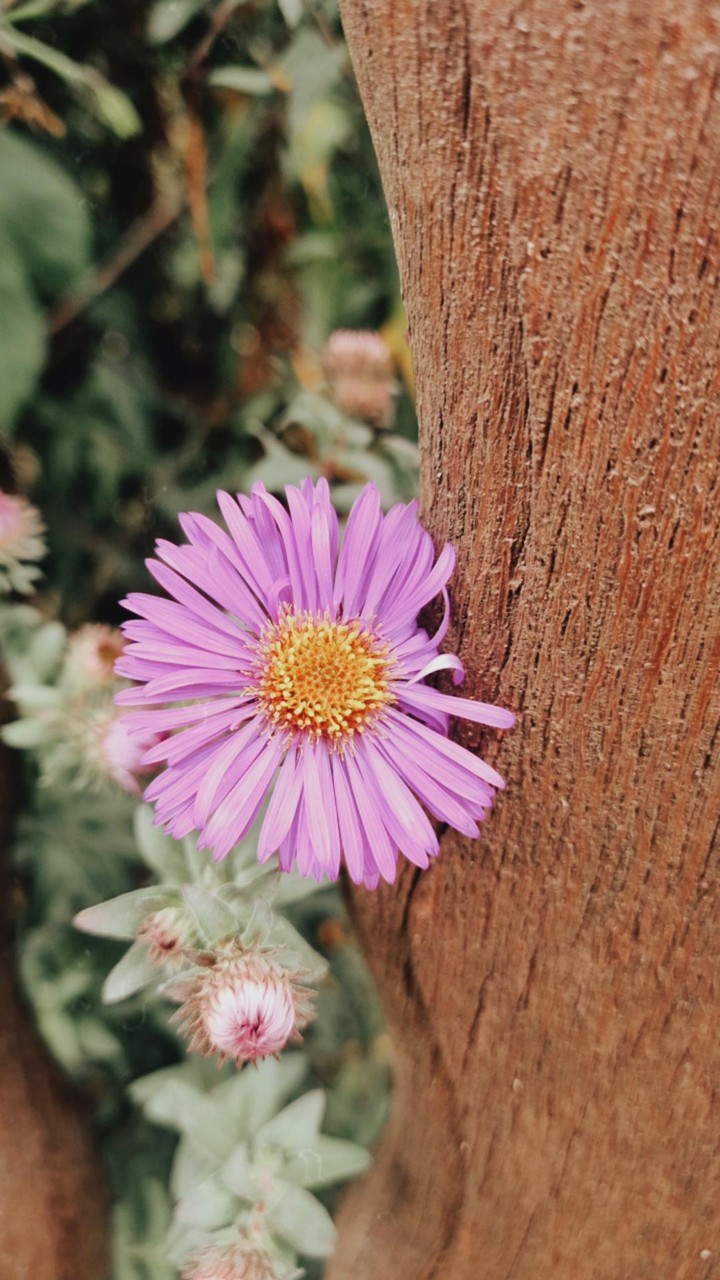 Petal