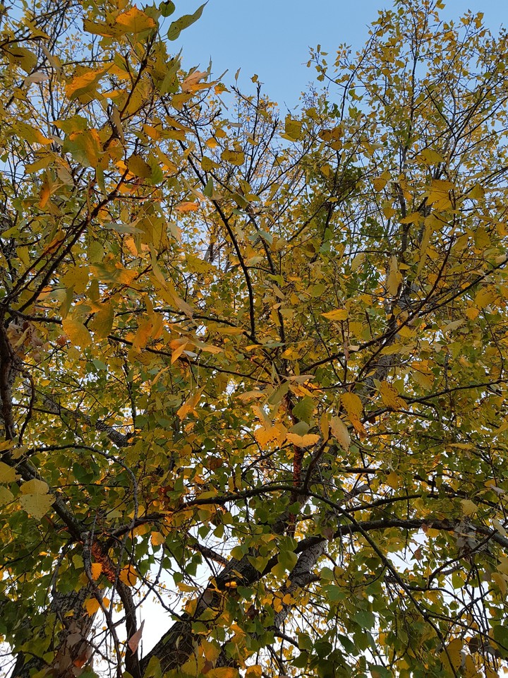 tree