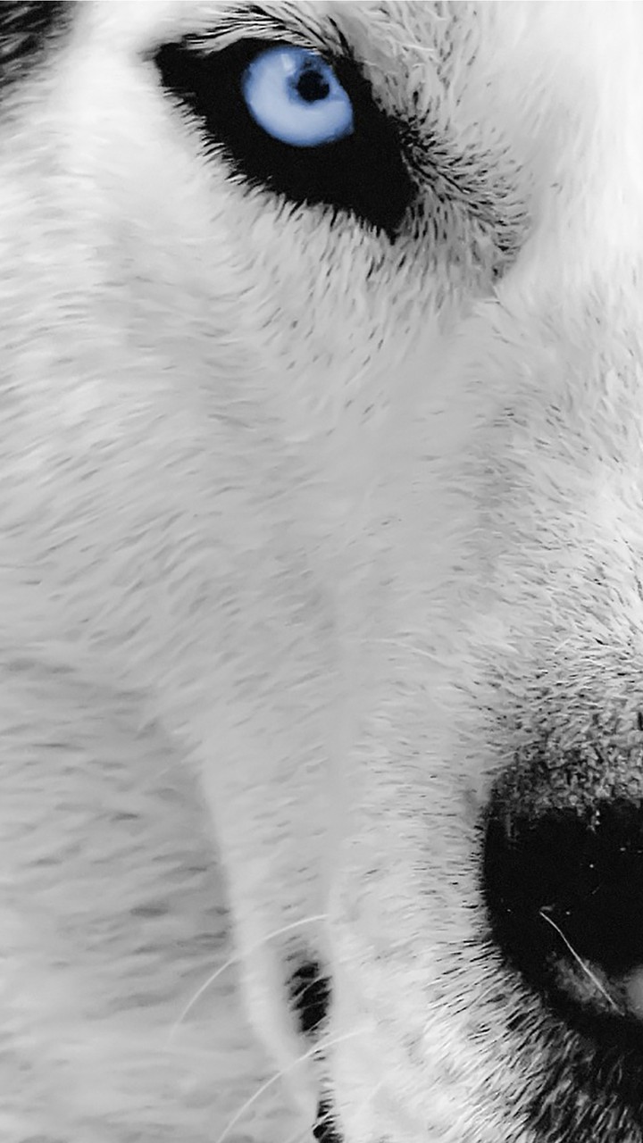 wolf
