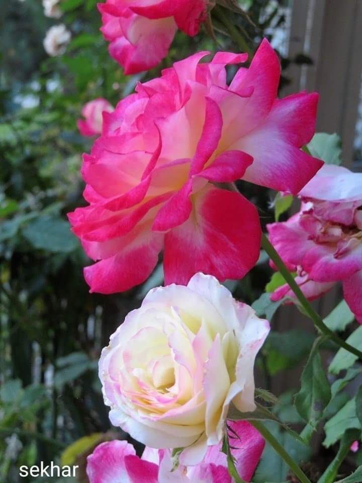 rose