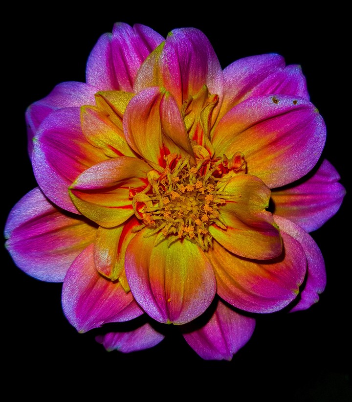Dahlia from my garden