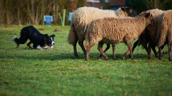 The Border Collie Because There Is No Better Dog
