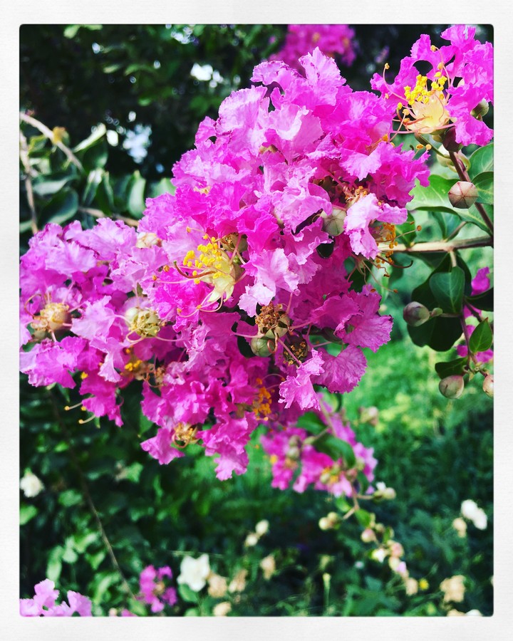 flower
