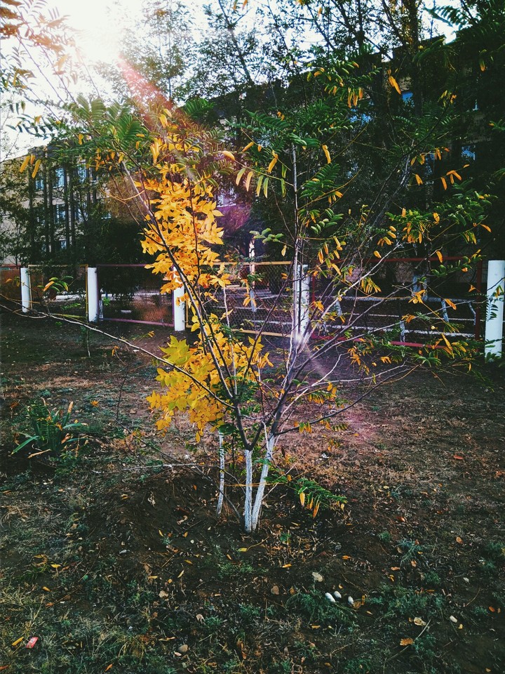 Yellow tree