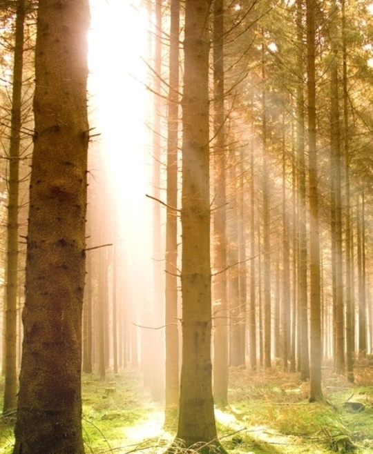 bosque