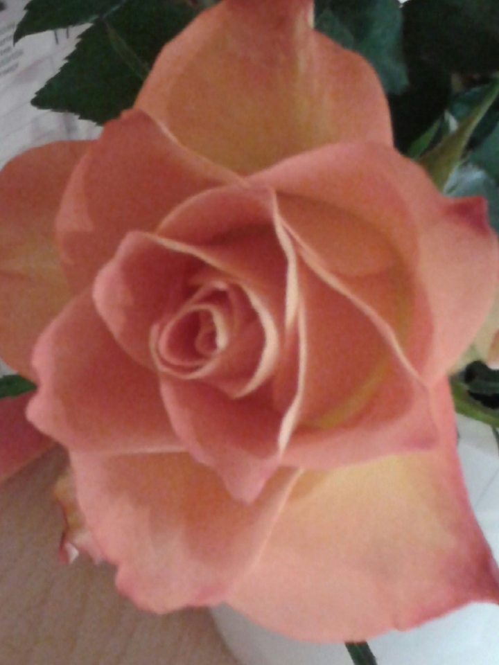Rose