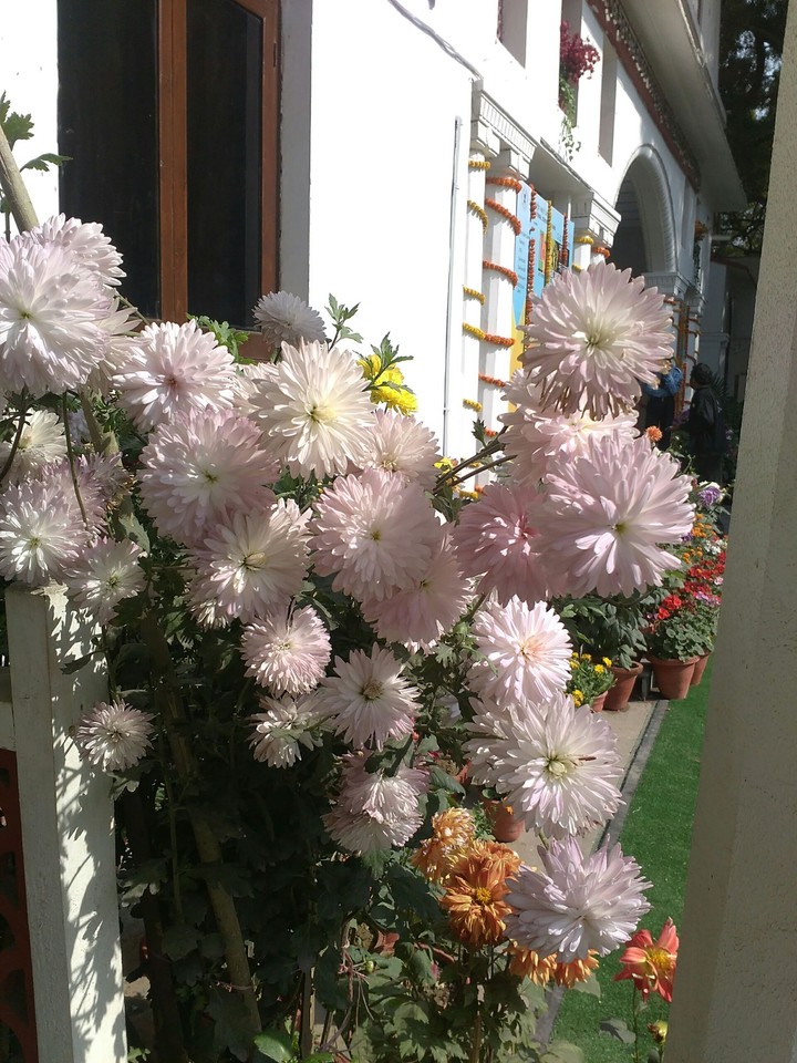 white flower wall
