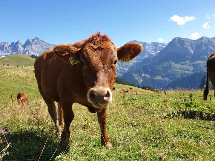 curios cow