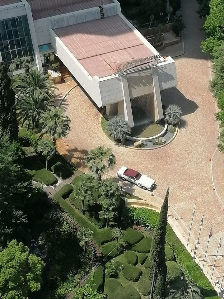 palms