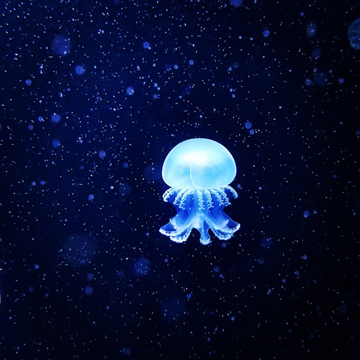 alone in the dark