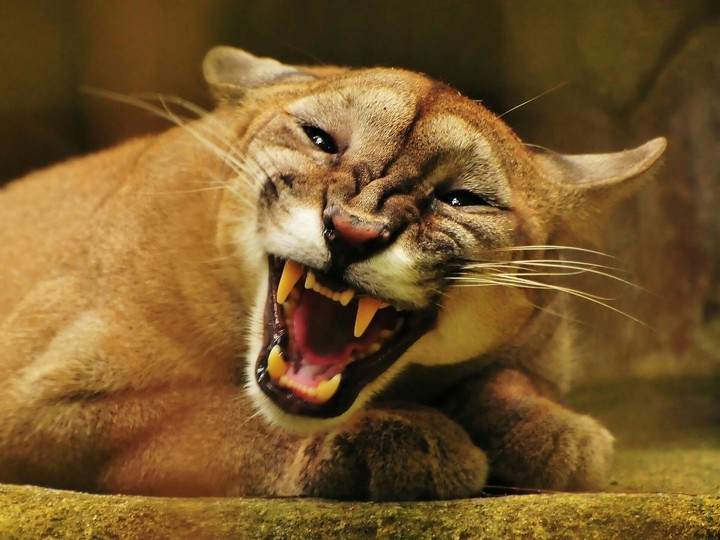 panther