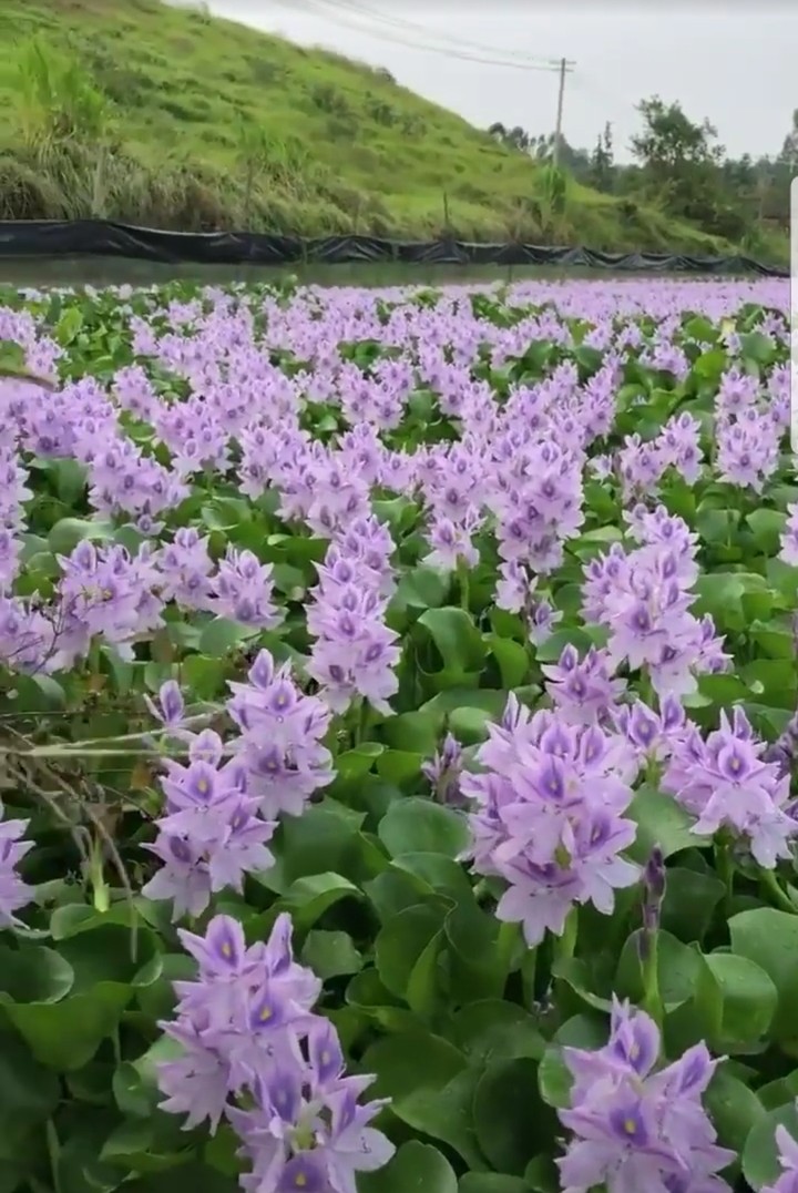 bông lục bình