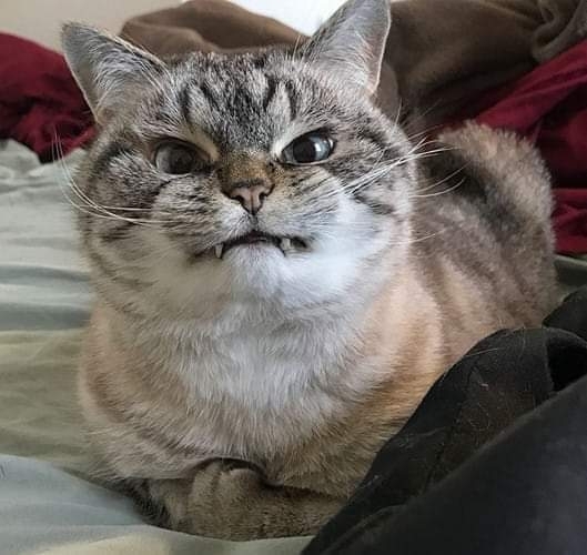 CAT_sama