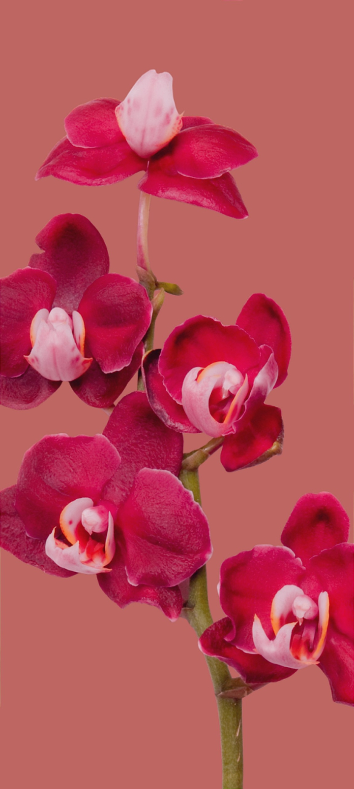 Flowers series '01'