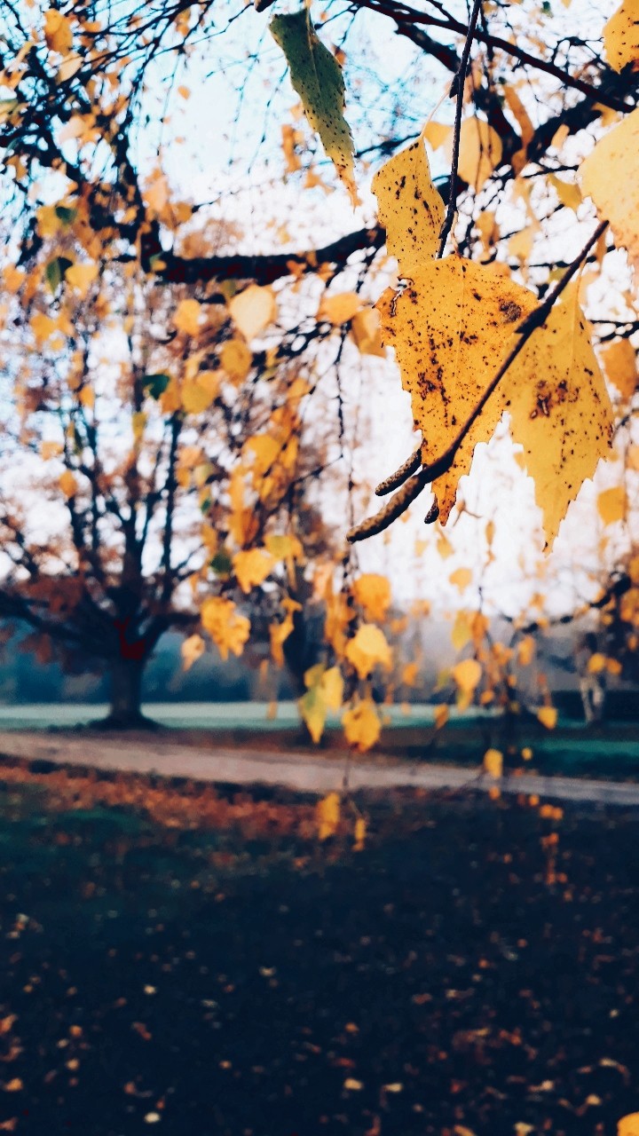 Autumn morning