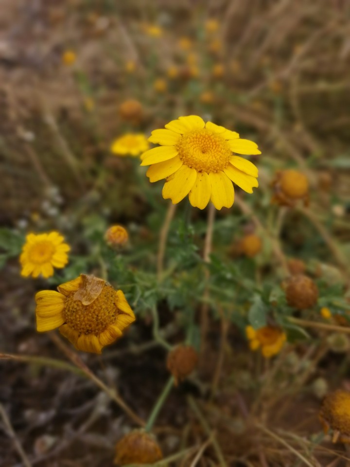 flower yellow nature