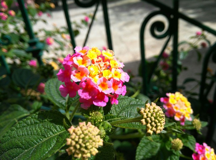Flowers
