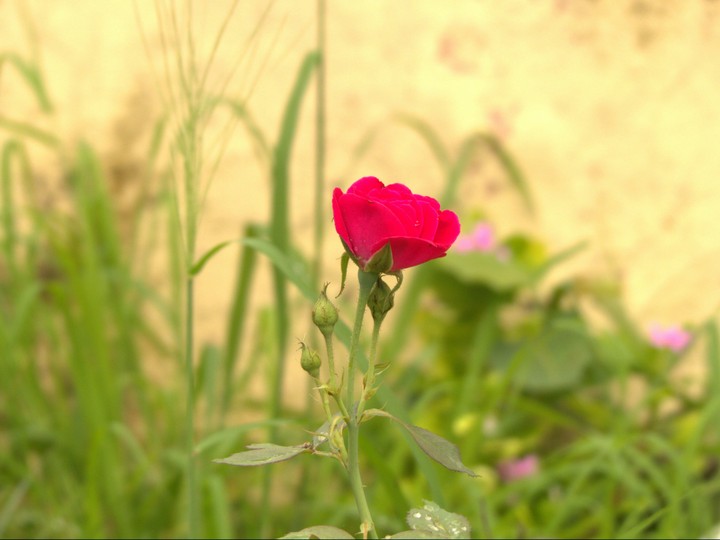 flower