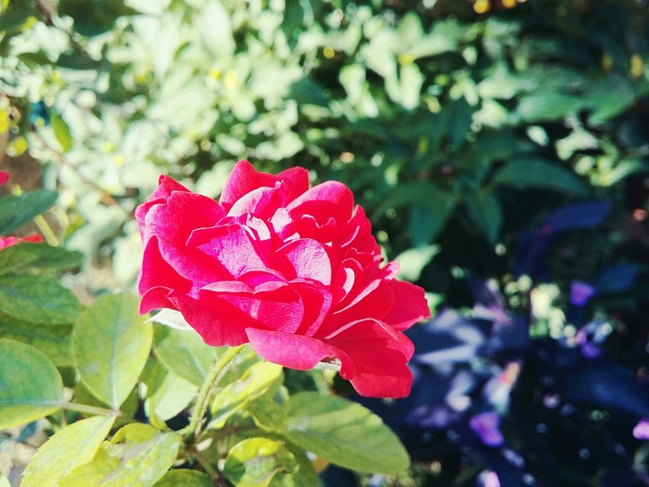 flower  nice