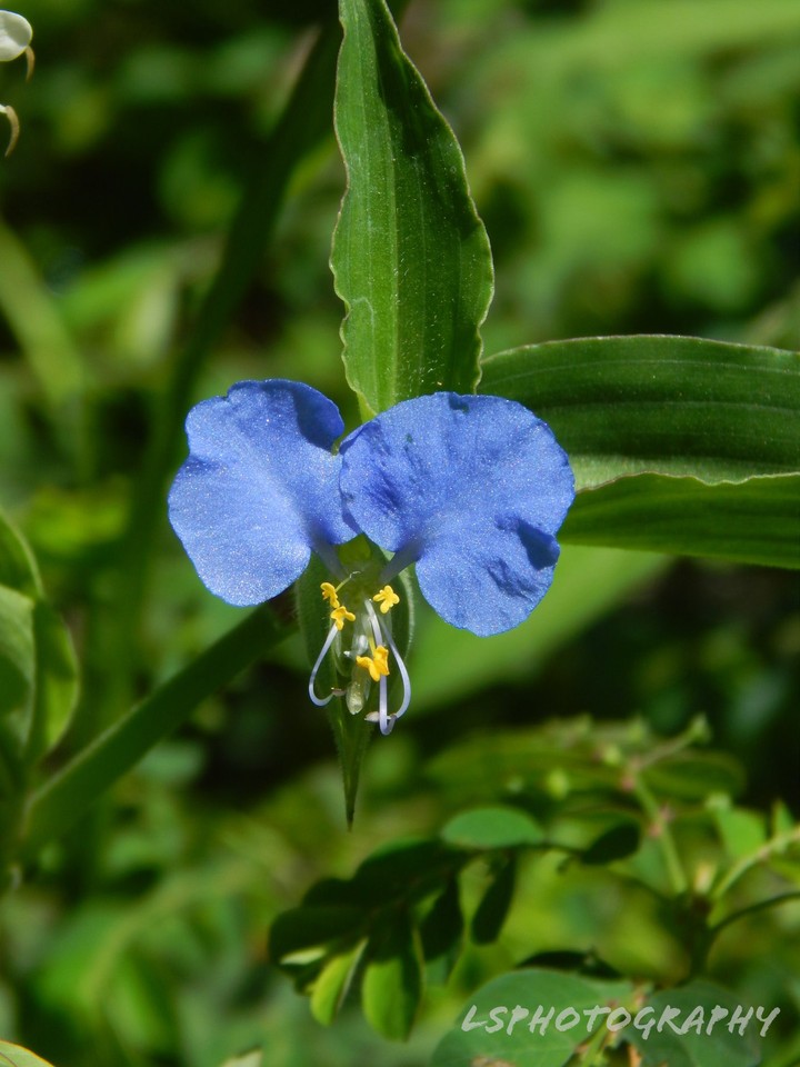 Blue flower.