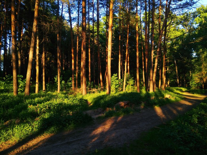 spring evening forest
