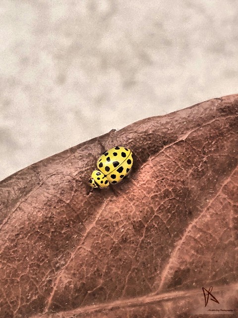 macro