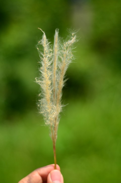 Fluffy