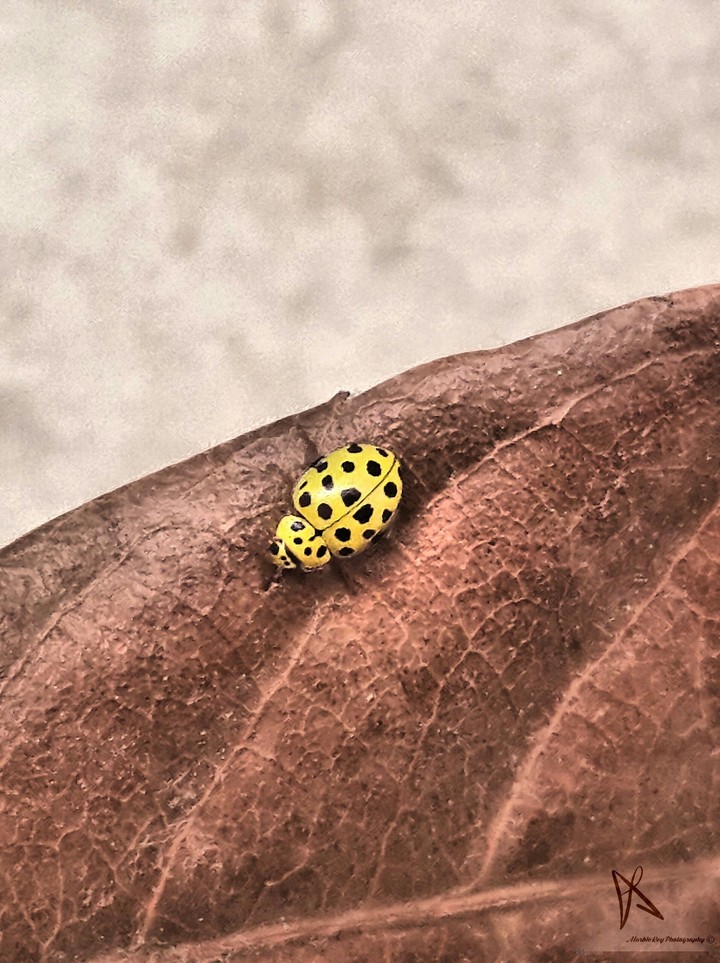 macro