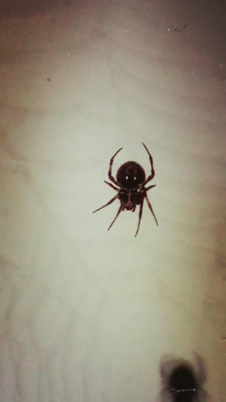 Said the Spider to the Fly